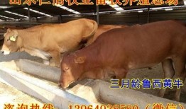 土牛行情最新爆料,最新爆料揭示市场动态与趋势