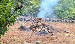 土牛行情最新爆料,最新爆料揭示市场动态与趋势