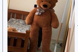 teddy最新爆料,TEDDY最新爆料，带你一探究竟！